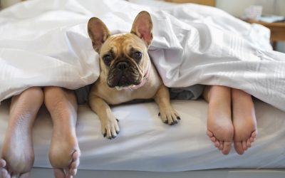 6 passos para se tornar um hotel pet friendly