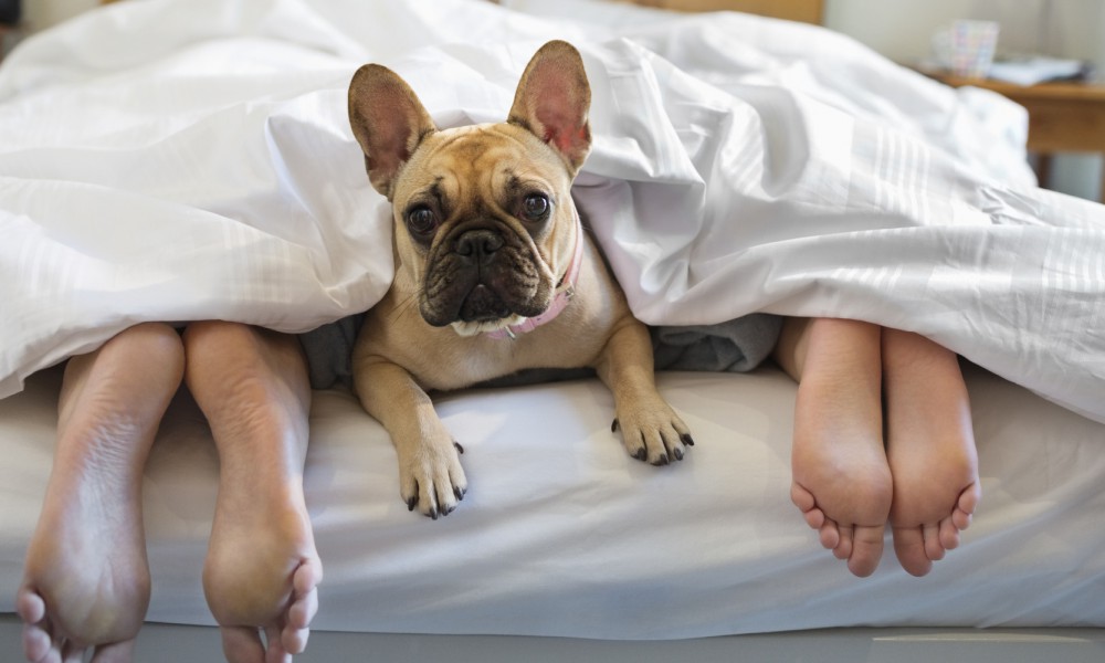 6 passos para se tornar um hotel pet friendly